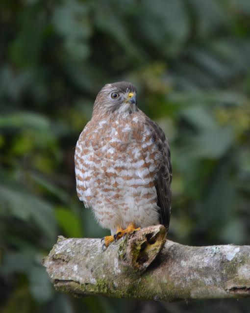 broad-winged-hawk-adult-perched-bonilla