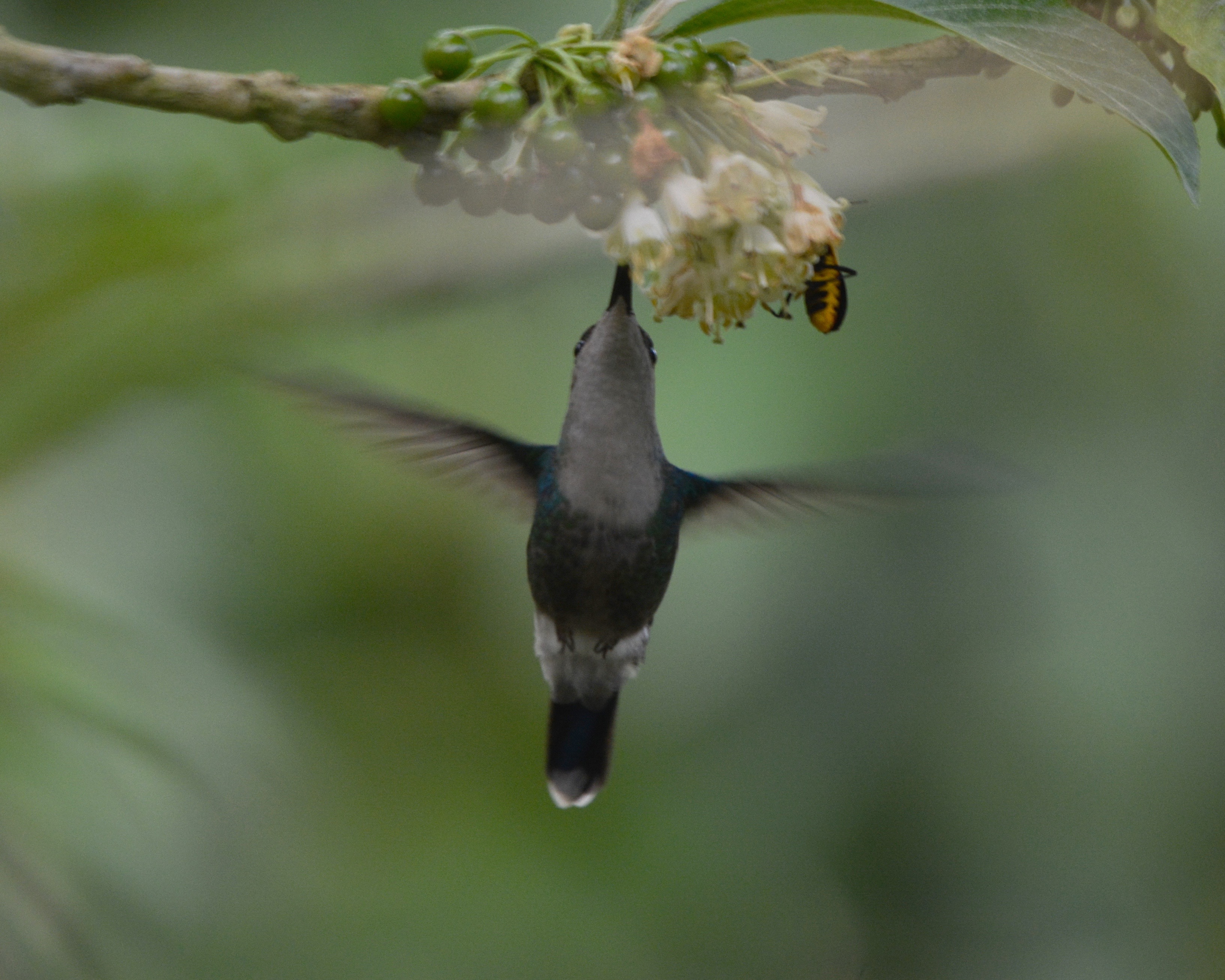 crowned-woodnymph-las-truchas