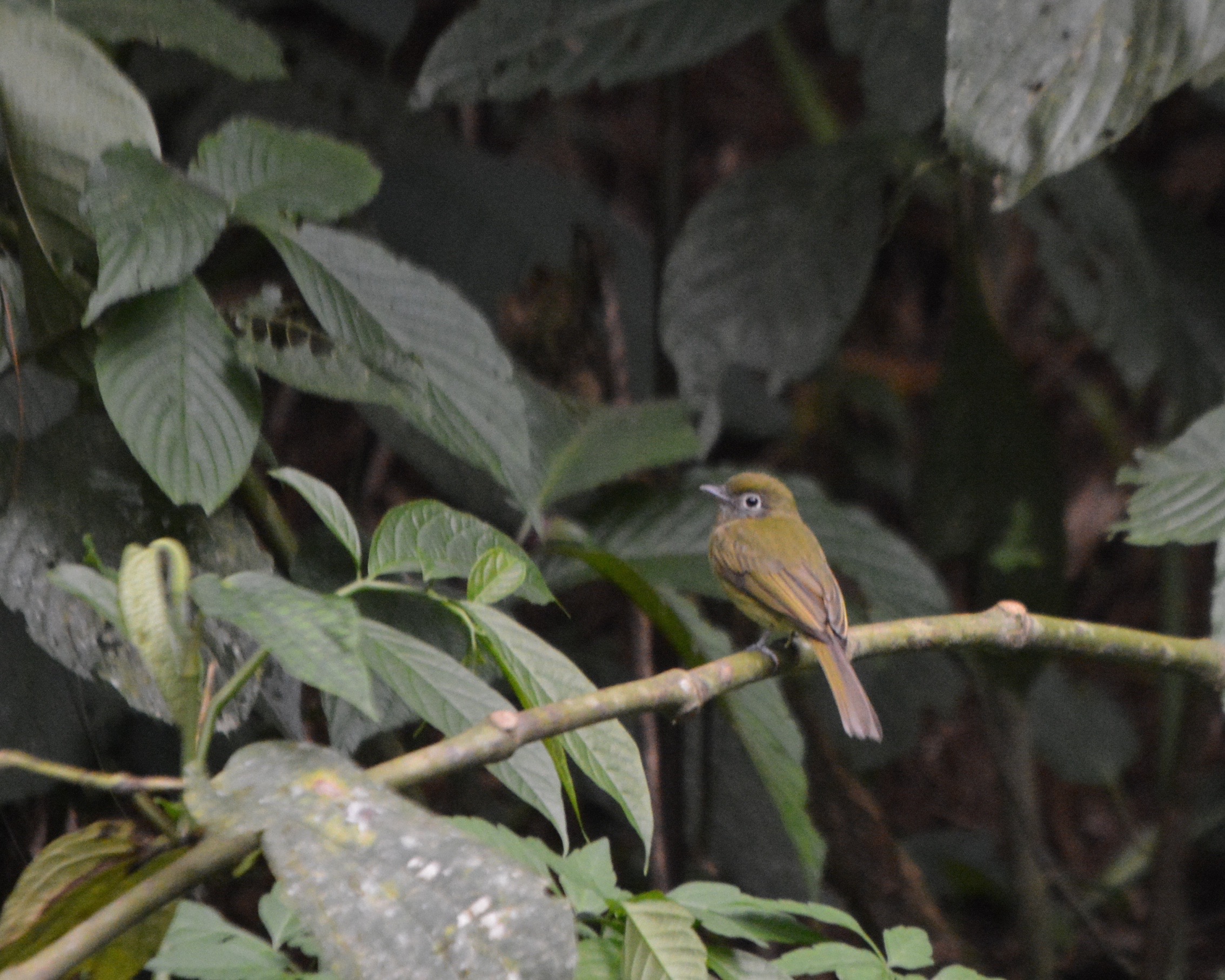 eye-ringed-flatbill-las-truchas
