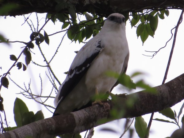 hawk-white-barbilla-9