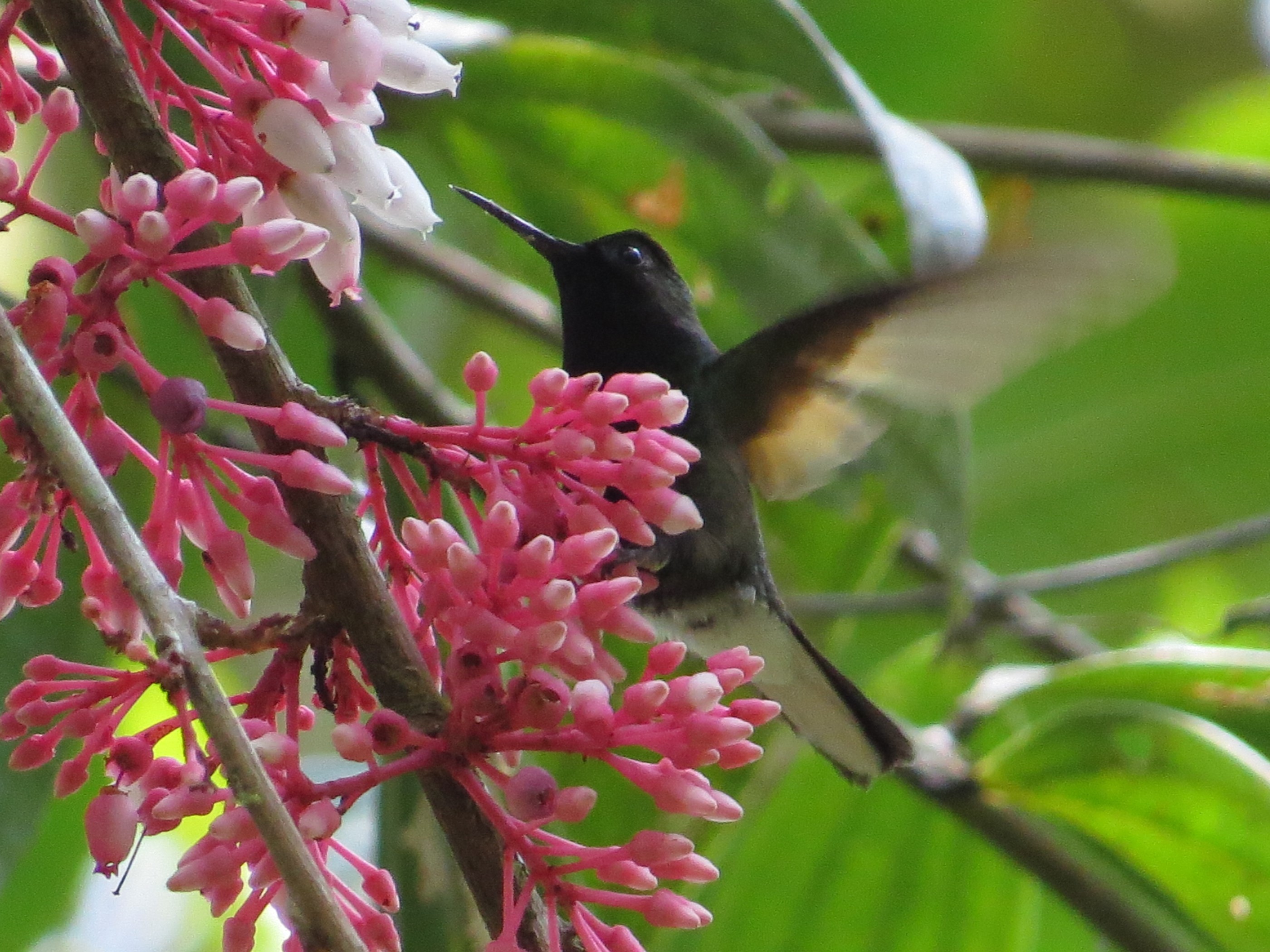 hummingbird-black-bellied-maletausito-0