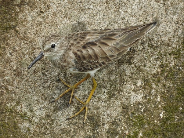 sandpiper-least-siquirres-centro-1