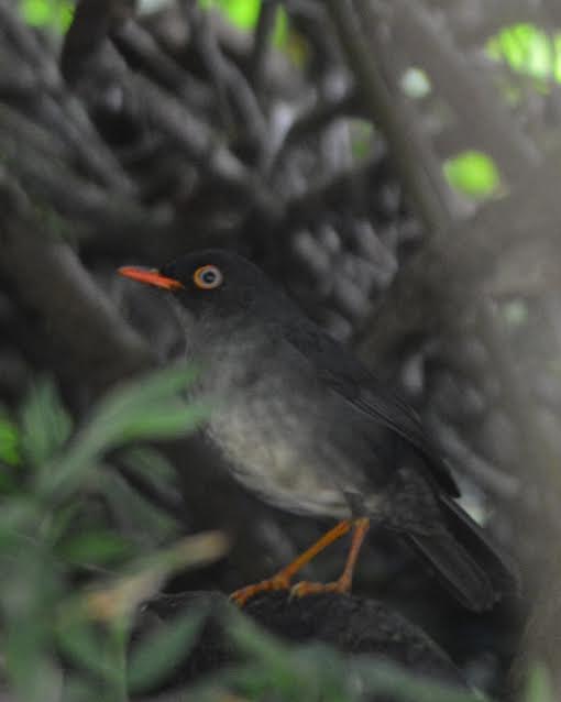 slaty-backed-nightingale-thrush-bonilla