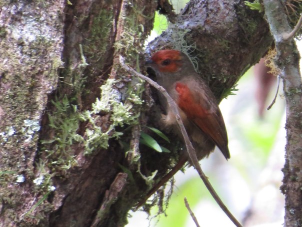 spinetail-red-faced-bonilla-arriba-9