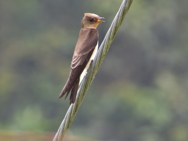 swallow-rough-winged-southern-barbilla