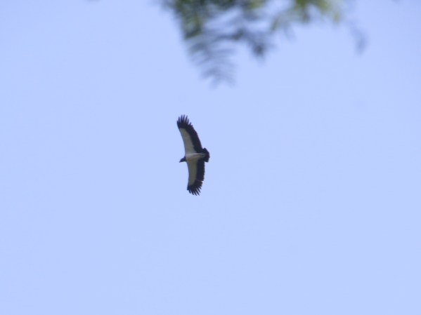 vulture-king-barbilla