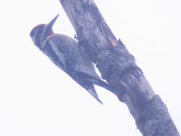 woodpecker-sapsucker-yellow-bellied-male-barbilla-3