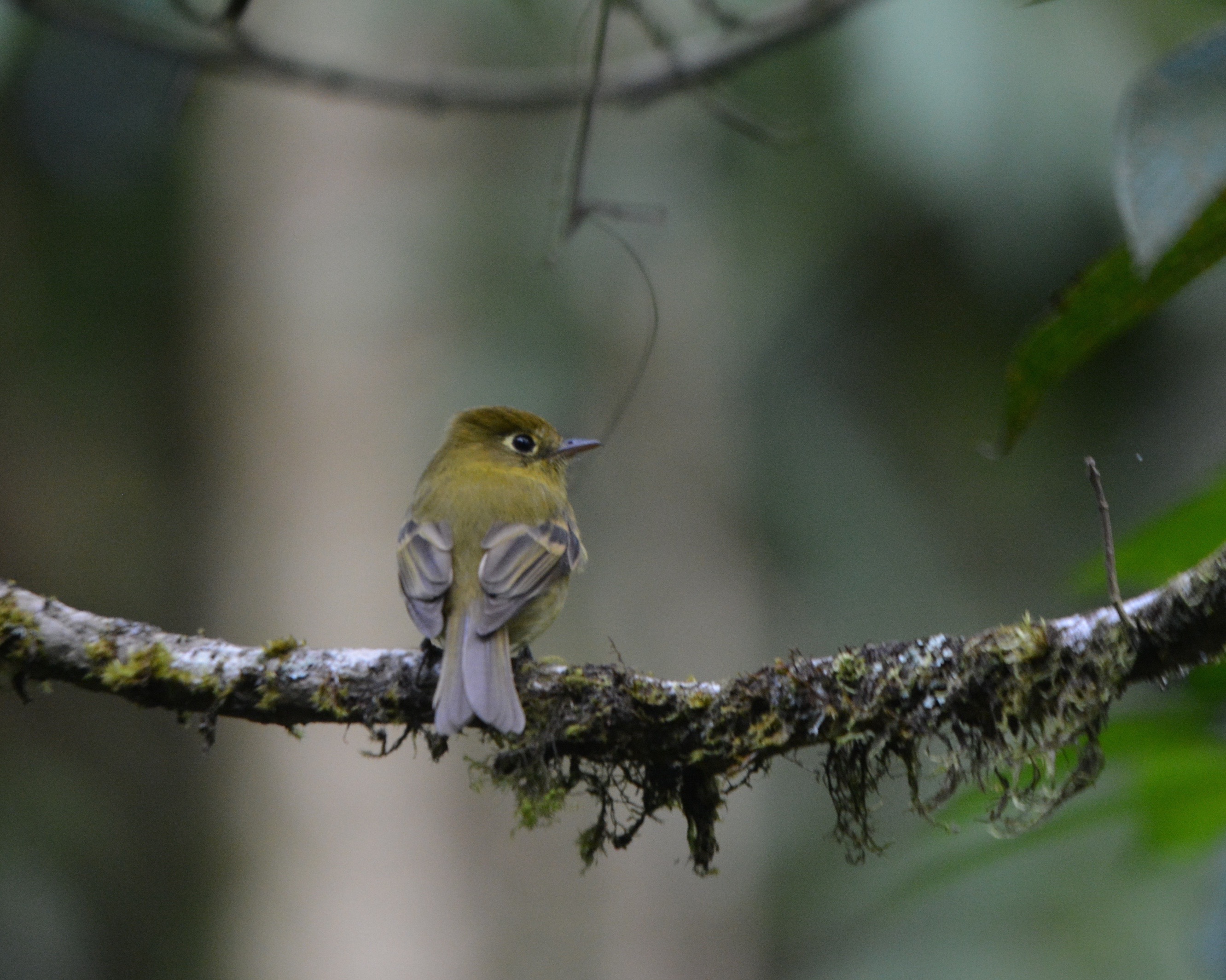 yellowish-flycatcher-las-truchas