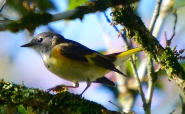 American Redstart female Aquiares