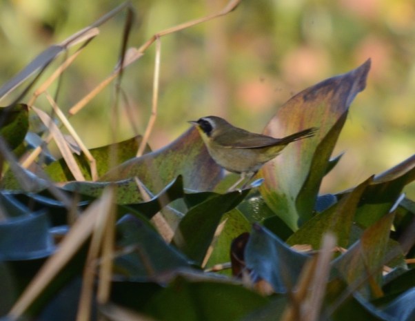 Common Yellowthroat Casa Turire