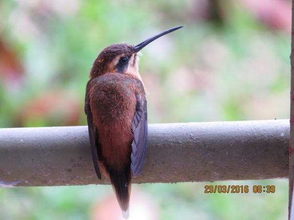 Hummingbird, Hermit, Stripe-throated (Santa Rosa, garden) (4)