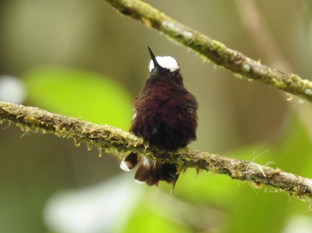 hummingbird-snowcap-male-esperanza-2