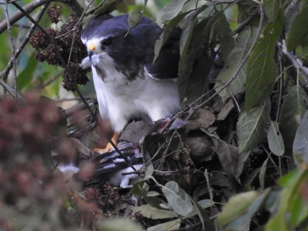 Kite,Gray-headed, adult (kill Tityra) Santa Rosa Garden (4)