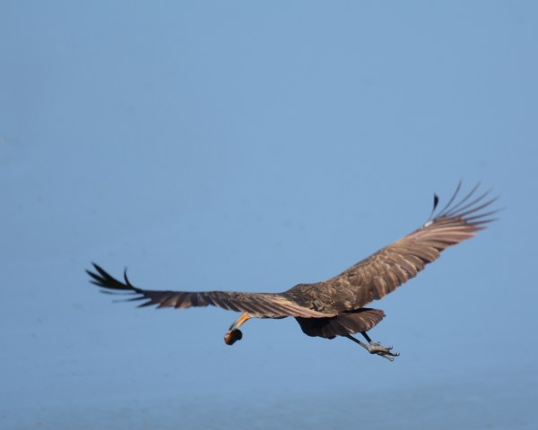 Limpkin in flight with snail Casa Turire