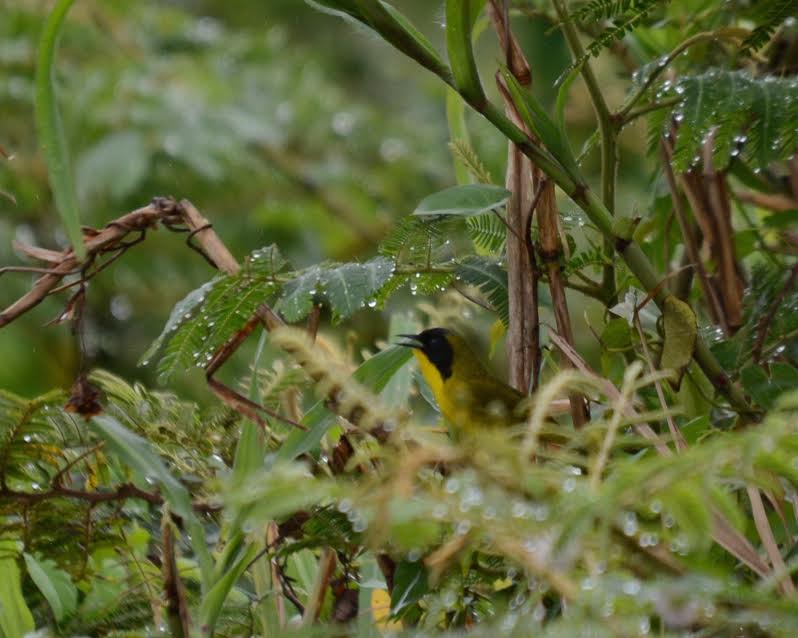 Olive-crowned Yellowthroat Angostura