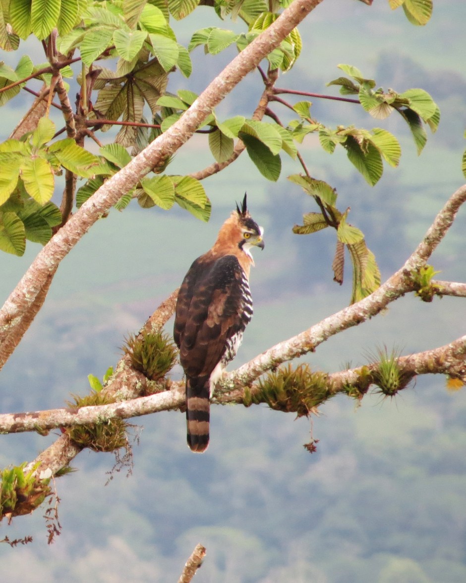 ornate-hawk-eagle-crop_edited-1