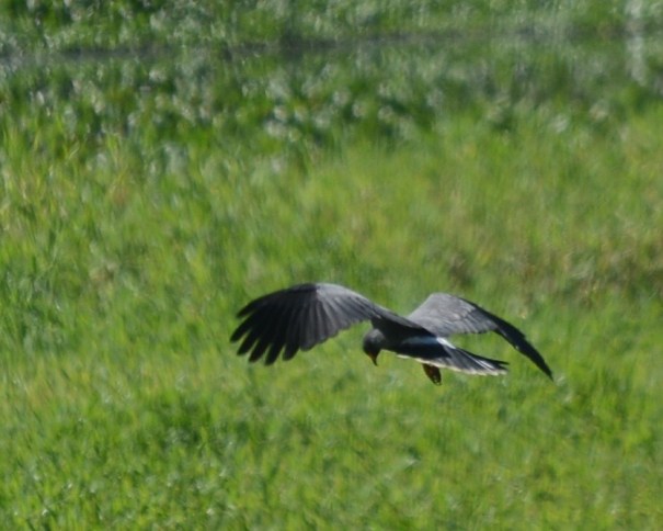 Snail Kite Casa Turire