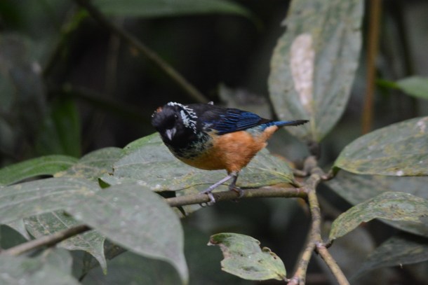 Spangle-cheeked Tanager Calle Vargas