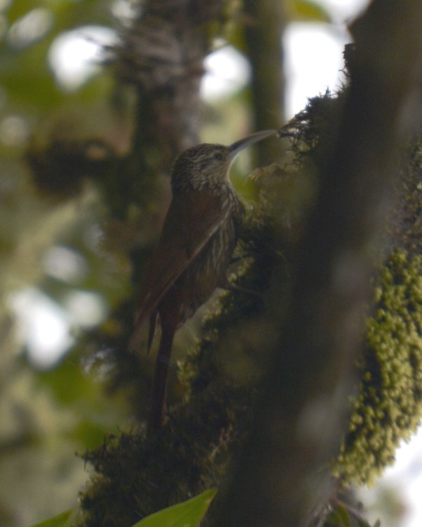 Spot-crowned Woodcreeper Calle Vargas