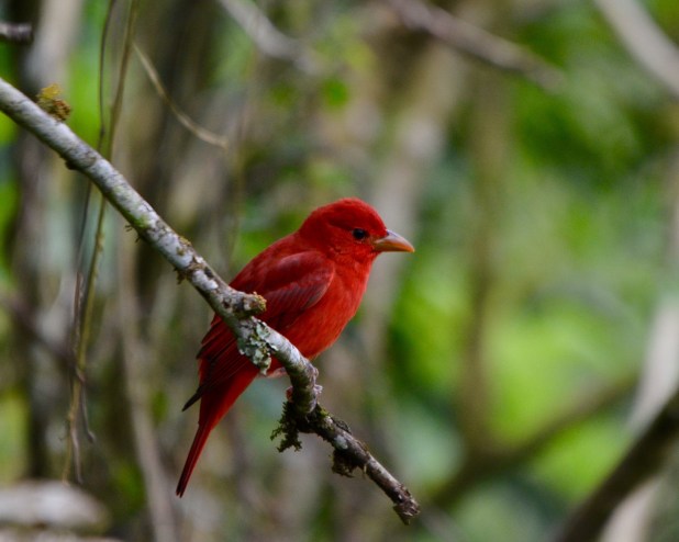 Summer Tanager