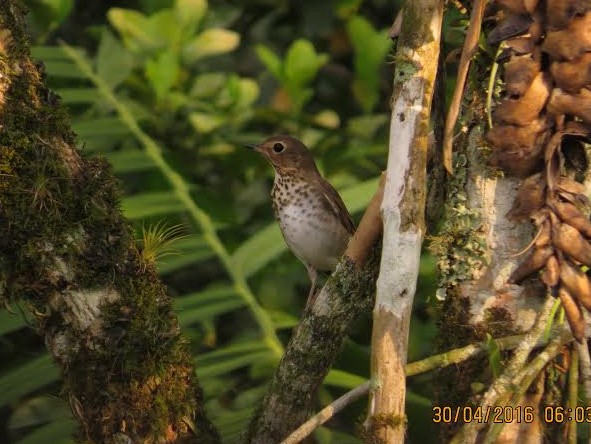 Swainson´s Thrush John