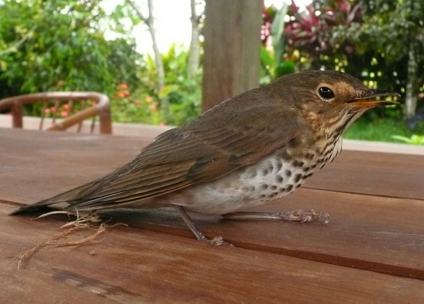 Swainson's thrush open beak