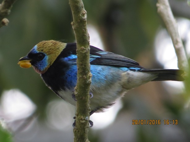 Tanager, Golden-hooded (adult, Santa Rosa; garden)