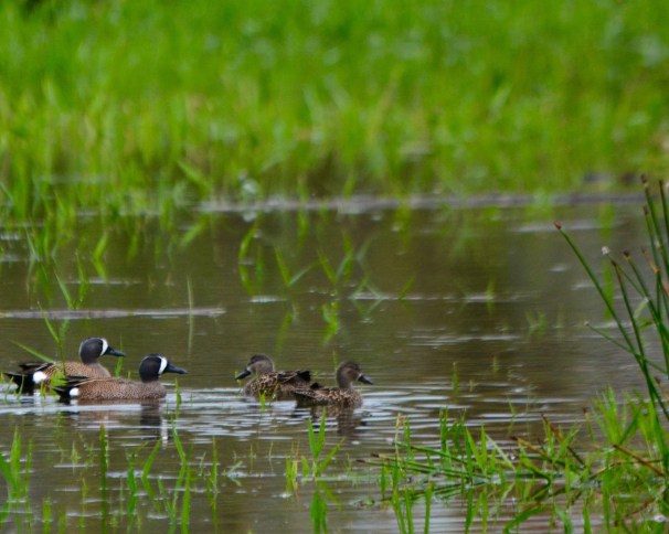 Blue-winged Teal Angostura