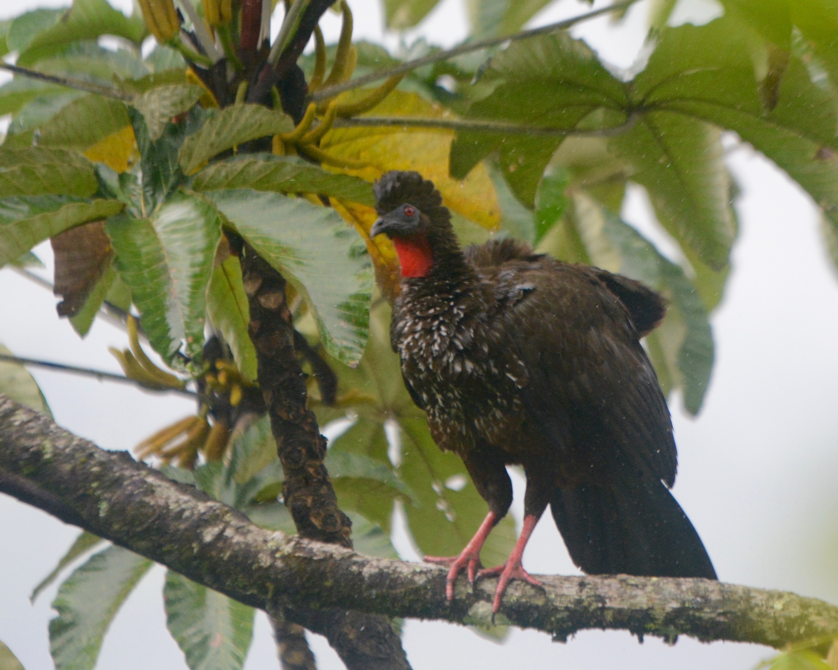 Crested Guan, Bonilla