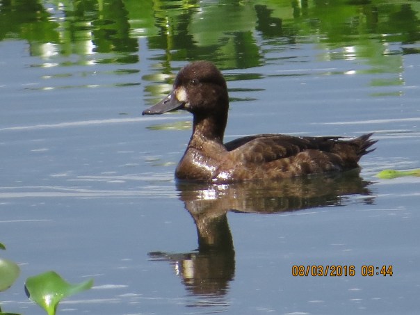 Duck, Lesser Scaup (female, Angostura) (1)