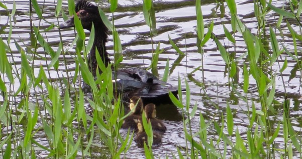 Duck, Muscovy, with chicks, Angostura (2)