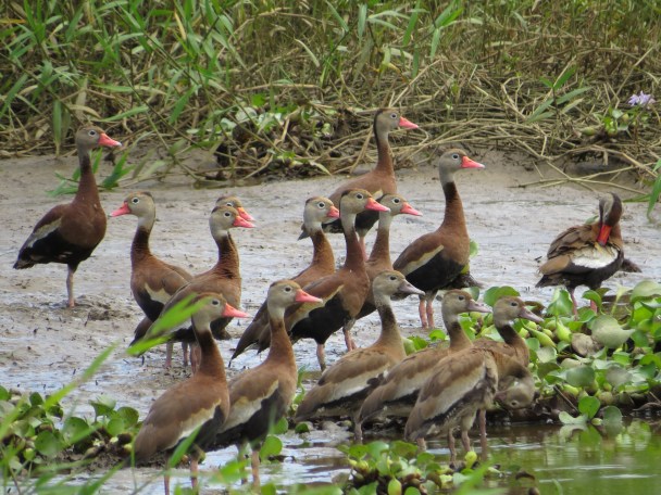 Duck, Whistling-, Black-bellied adults+juvenile Angostura (1)