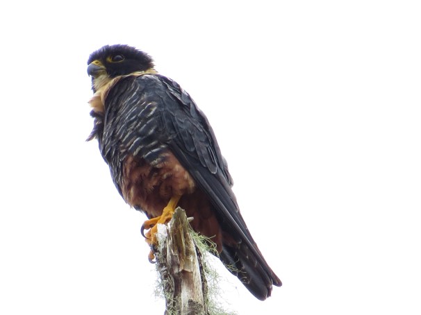 Falcon, Bat, female Colonias La Suiza (1)
