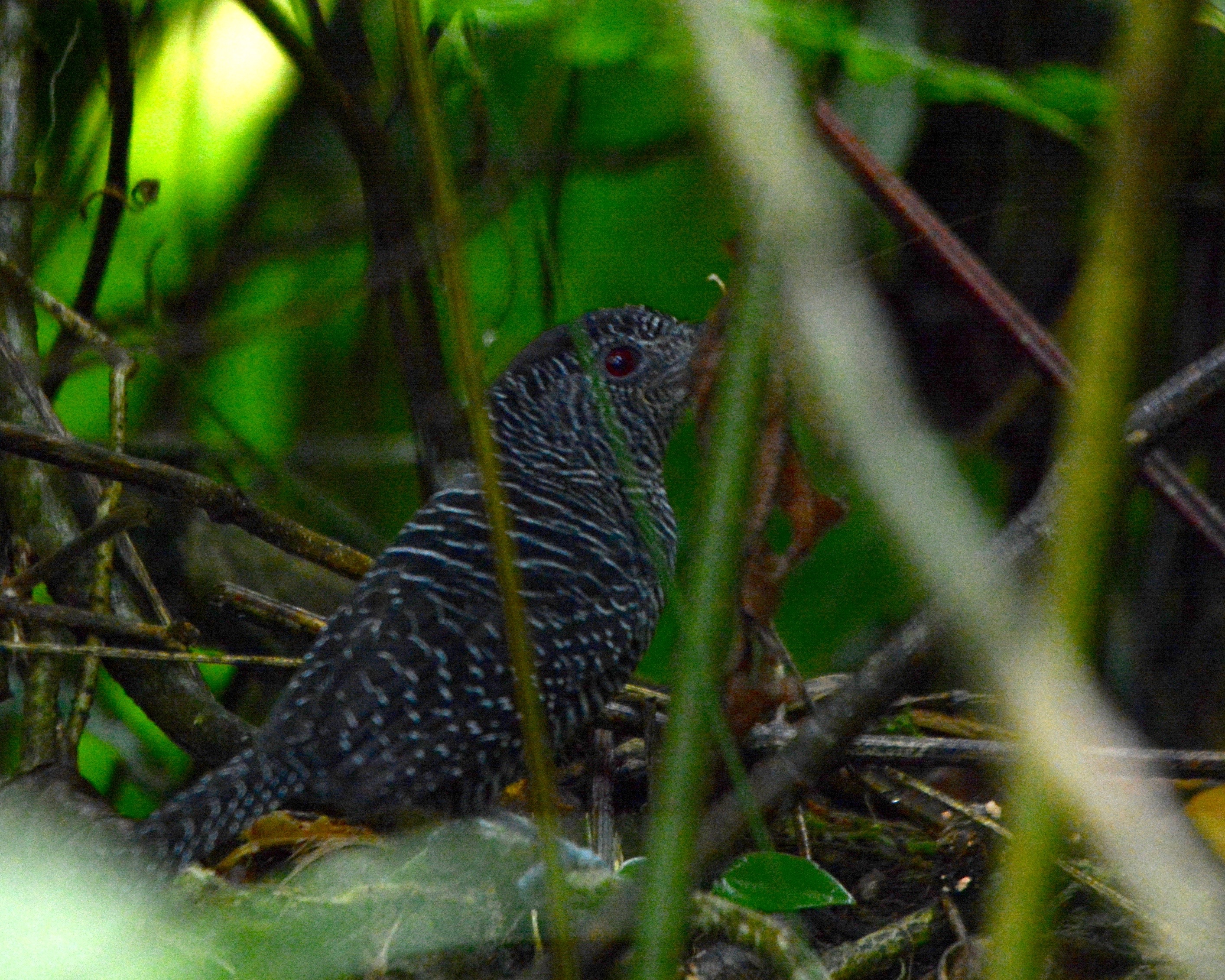 Fasciated Antshrike male Bonilla