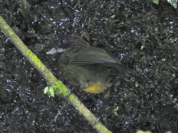 Finch, Sooty-faced, La Muralla (2)