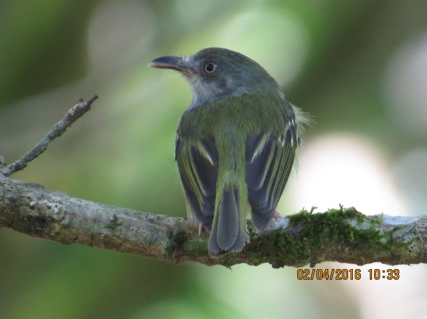 Flycatcher, Bentbill, Northern (Angostura) (1)