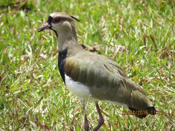 Lapwing, Southern (Angostura) (6)