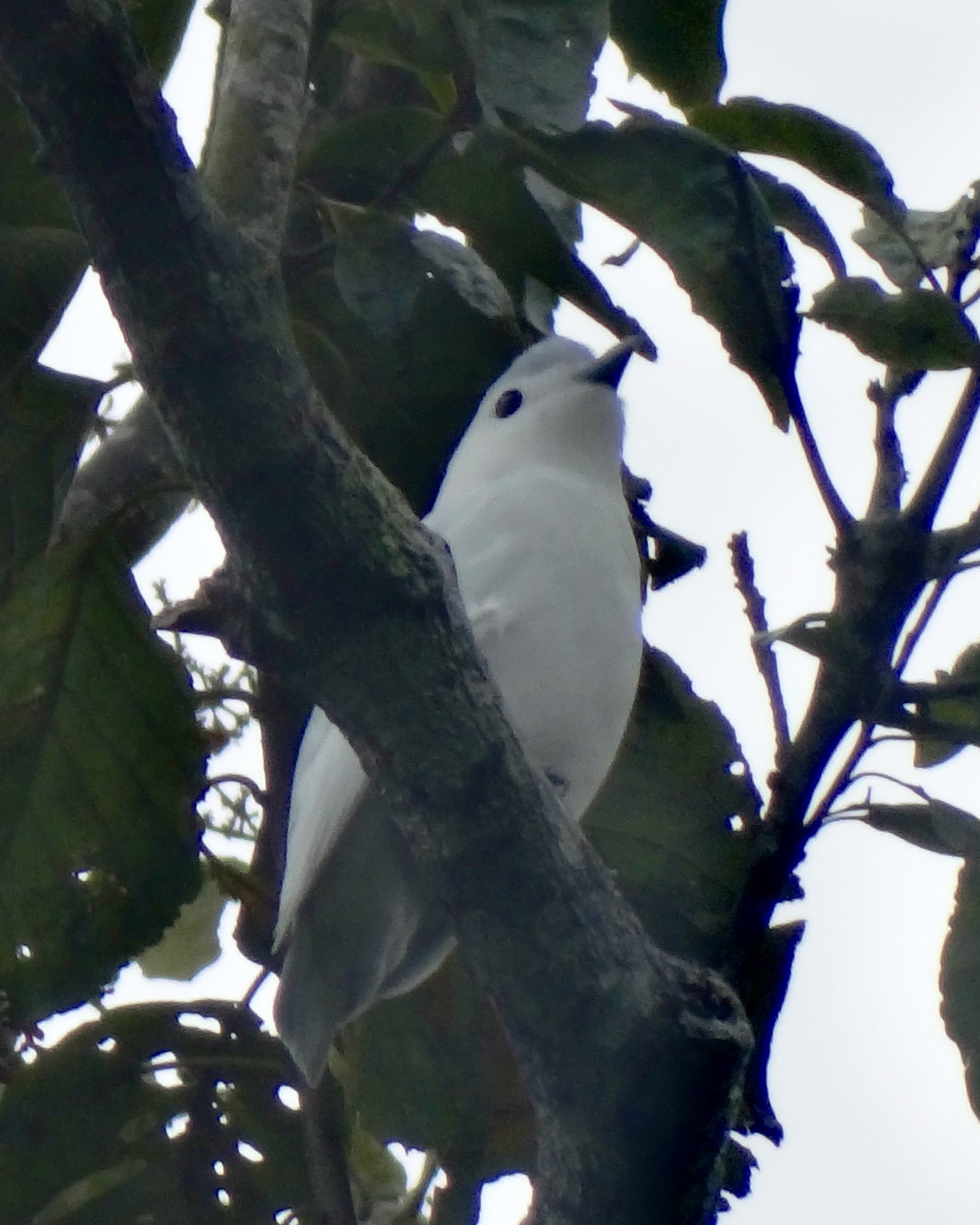 Snowy Cotinga, Bonilla