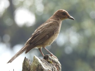 Thrush, Mountain, Bajos del Volcan (1)