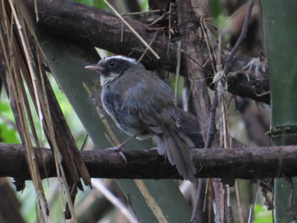 Warbler, Black-cheeked Bajos del Volcan (1)
