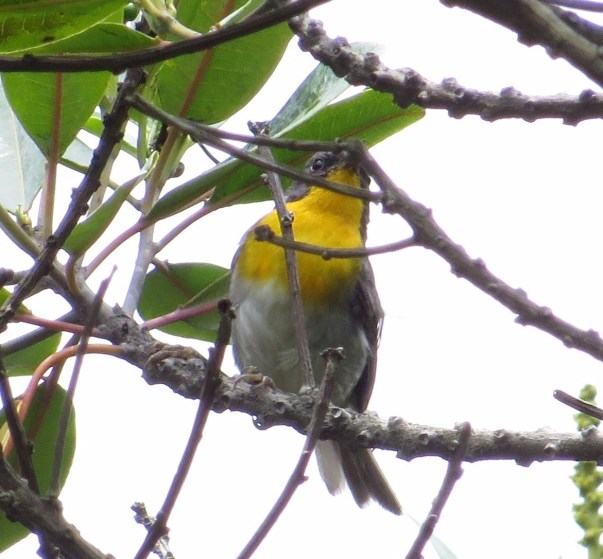 Warbler, Flame throated (Turrialba variety) Bajos del Volcan (3)