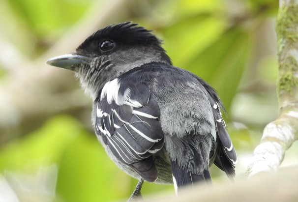 Becard, White-winged, male, El Banco (0)