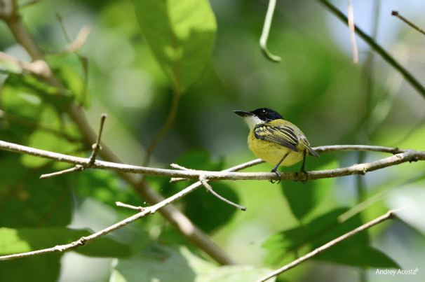Black-headed Tody-Flycatcher Guayabo Andrey Acosta