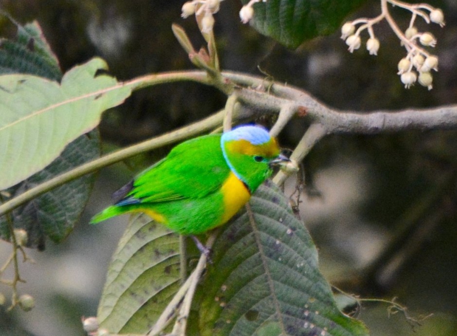 Golden-browed Chlorophonia Volcano Road Larry.jpg