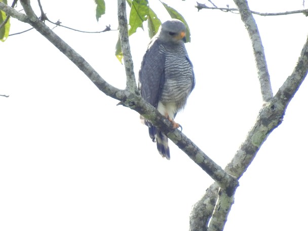 Hawk, Gray, adult, Rio Armado La Suiza (1)