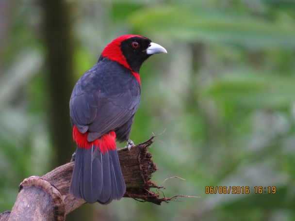 Tanager, Crimson-collared, Santa Rosa, Garden (1)