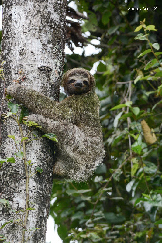 Three-toed Sloth Guayabo2 Andrey Acosta