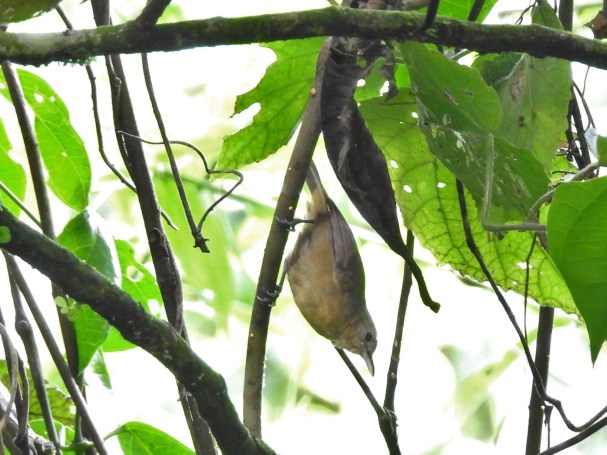 Antbird, White-flanked, female, Aquiares (11)