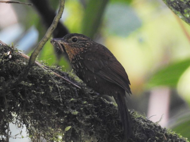 Barbtail, Spotted, Bonilla Arriba-Rio Roca (0)