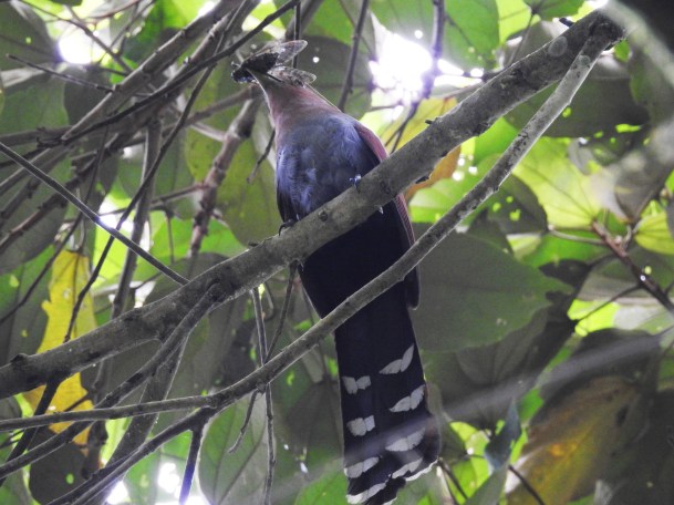 Cuckoo, Squirrel (with cicada) (5)